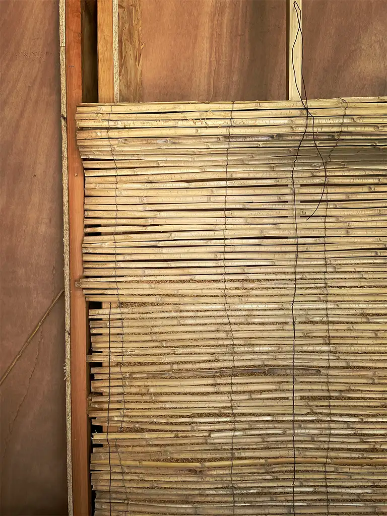 canisse bambous